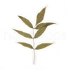 20Pcs Vintage Leaf PET Self-Adhesive Stickers DIY-M077-01C-4