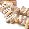 Dyed Natural Trochus Shell Beads Strands SSHEL-C013-09K-3