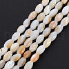 Natural Freshwater Shell Beads Strands SHEL-N027-08B-2