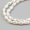 Natural Freshwater Shell Beads Strands SHEL-T017-12-3