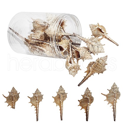 SUNNYCLUE Natural Conch Shell Beads SSHEL-SC0001-08-1