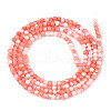Dyed Natural Trochid Shell/Trochus Shell Beads Strands SSHEL-T017-13D-2