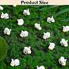 40Pcs Resin Mini Cow Home Display Decoration JX874A-2