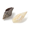 Natural Sea Shell Beads SHEL-XCP0001-12-2