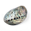 Natural Paua Shell Beads SSHEL-Q298-22-2