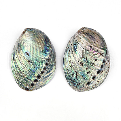 Natural Paua Shell Beads SSHEL-Q298-22-1