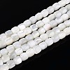 Natural Trochid Shell/Trochus Shell Beads Strands SSHEL-N040-08-1