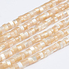 Natural Trochid Shell/Trochus Shell Beads Strands SSHEL-L016-13-2