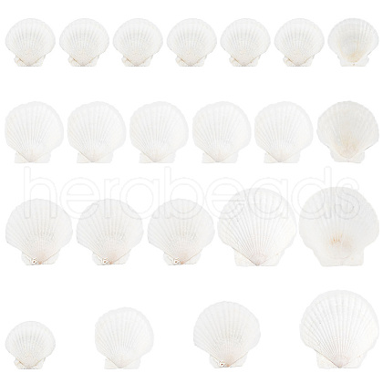   20Pcs 4 Style Natural Scallop Shells SSHEL-PH0001-23-1