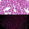 Luminous Glass Seed Beads SEED-A033-07F-1