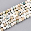 Luminous Natural Seashell Shell Beads Strands SSHEL-N040-05-1