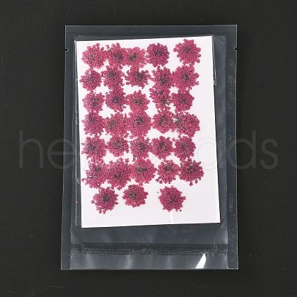 Pressed Dried Flowers DIY-K032-58M-1