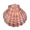 Electroplate Sea Shell Big Pendants SHEL-T012-47-2