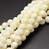 Shell Beads Strands SSHEL-E571-39-3mm-1