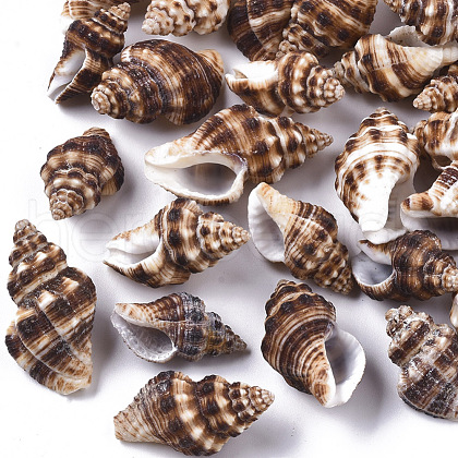 Natural Spiral Shell Beads SSHEL-S258-87-1