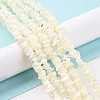 Natural Sea Shell Beads Strands SSHEL-S278-132-3