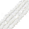 Natural Trochus Shell Beads Strands BSHE-P033-08-2