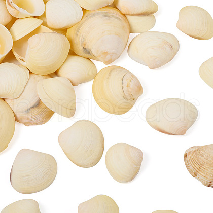 Natural Shell FIND-TAC0026-10B-1