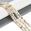 Natural Freshwater Shell  Beads Strands BSHE-H109-11-2