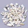 Sea Shell Beads SSHEL-S258-70-2