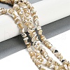 Natural Trochus Shell Beads Strands BSHE-H109-10-2