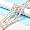 Synthetic Turquoise and Sea Shell Assembled Beads Strands G-D482-01B-05-1