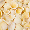 Natural Shell FIND-TAC0026-10B-8
