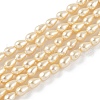 Polished Shell Pearl Beads Strands BSHE-L042-A06-2