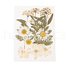 Pressed Dried Flowers DIY-YWC0001-100-2