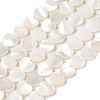 Natural White Shell Beads Strands SSHEL-C013-06-1