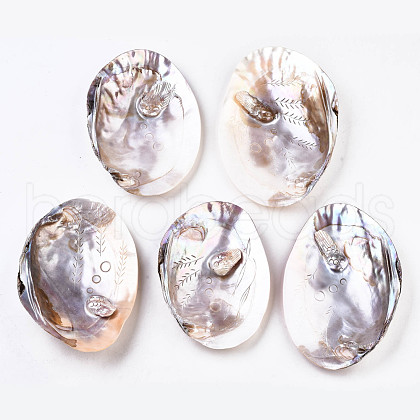 Natural Freshwater Shell Display Decorations SHEL-Q312-007-1