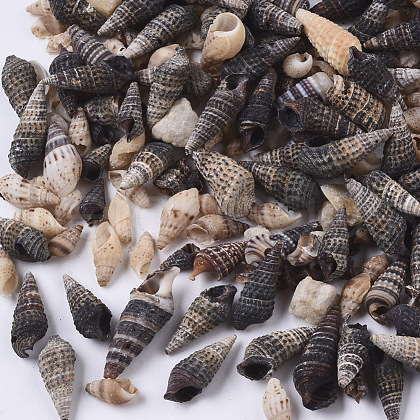 Natural Spiral Shell Beads SSHEL-S258-85-1