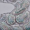 Preciosa® MAXIMA Crystal No Hotfix Flatback Stones Y-PRC-NSS12-30150-5