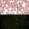 Luminous Glass Seed Beads SEED-A033-07M-1