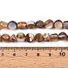 Natural Freshwater Shell Beads Strands SHEL-T020-28-4