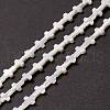 Natural Trochid Shell/Trochus Shell Beads SSHEL-O0001-22B-4