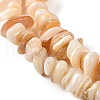 Natural Shell Beads Strands BSHE-G029-01B-4