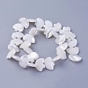 Shell Beads Strands SSHEL-E571-26-2