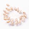 Natural Cowrie Shell Beads Strands BSHE-L036-32E-03-3