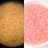 Luminous Translucent Glass Seed Beads PW-WGC2259-04-1