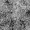 Transparent Inside Colours Glass Seed Beads X1-SEED-H003-04A-3