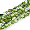 Natural White Shell Beads Strands SHEL-N036-21D-1