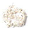 Dyed Natural Trochus Shell Beads Strands SSHEL-C013-09J-2