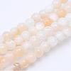 Natural Freshwater Shell Bead Strands SHEL-S253-01-1