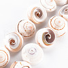 Natural Spiral Shell Bead Strands SSHEL-N034-106-1