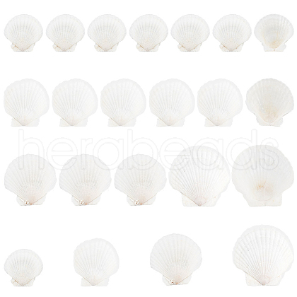   20Pcs 4 Style Natural Scallop Shells SSHEL-PH0001-23-1