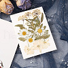Pressed Dried Flowers DIY-YWC0001-100-5
