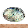 Natural Paua Shell Beads SSHEL-Q298-22-4