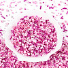 Electroplate Glass Seed Beads GLAA-SZC0007-02D-1
