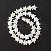 Natural Trochid Shell/Trochus Shell Beads SSHEL-O001-25D-01-3